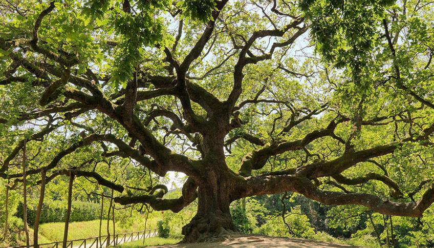 La Quercia delle Streghe La Quercia delle Streghe